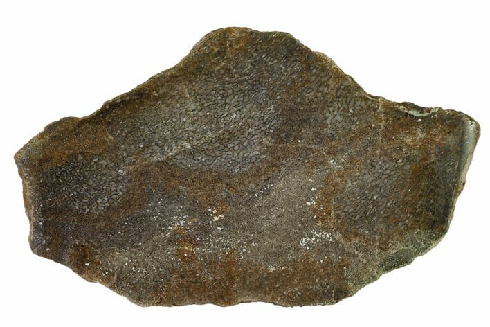 Polished Dinosaur Bone (Gembone) Slab - Utah #151465